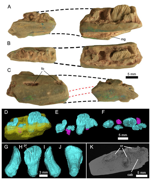 Figure 3: Weewarrasaurus pobeni gen. et sp. nov. (LRF 3067; holotype). Right dentary in (A), medial; (B), dorsal; and (C) lateral views. Dashed black lines represent approximate contours of the missing areas. Dashed red lines indicate the distinctive banding pattern in the opal used to estimate the extent of the missing area. (D–F) Three-dimensional renders of the posterior dentary fragment in (D) lingual view showing erupted (blue) and developing germ teeth (pink); (E) Same as (D) but with dent