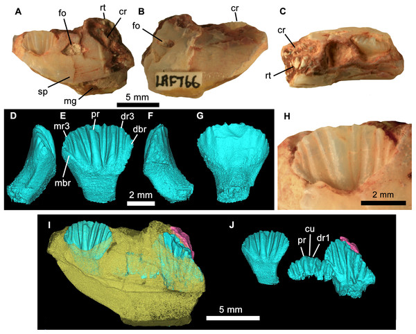 Figure 4: Weewarrasaurus pobeni gen. et sp. nov.(LRF 766). Right dentary in (A) medial, (B) lateral, and (C) dorsal views. Three-dimensional render of the erupted crown and root in (D) mesial, (E) lingual, (F), distal, and (G) labial views. (H) Close up of erupted crown. (I and J) Three-dimensional renders of the dentary (yellow) showing erupted and germ teeth (blue) and exposed root (pink) in lingual view. (J) Same view as (I) but with dentary removed. Abbreviations: cr, tooth crown; cu, cusple