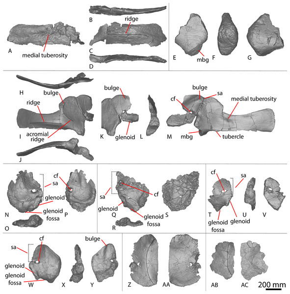 Figure 1: Winton Formation sauropod scapulae and coracoids. (A–D) Diamantinasaurus matildae holotype (AODF 0603) left scapula in (A) medial (B) dorsal (C) lateral (D) ventral views. (E–G) AODF 0656 left scapula in (E) medial (F) proximal (G) lateral views. (H–M) AODF 0844 right scapula in (H) dorsal (I) lateral (J) ventral (K) anterolateral (L) anterior (M) medial views. (N–P) Savannasaurus elliottorum (AODF 0660) holotype left coracoid in (N) lateral (O) ventral (P) medial views. (Q–S) Diamanti
