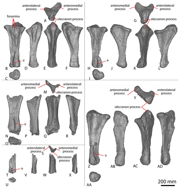 Figure 2: Winton Formation sauropod ulnae. (A–F) Diamantinasaurus matildae holotype (AODF 0603) left ulna in (A) proximal (B) anterior (C) distal (D) lateral (E) posterior (F) medial views. (G–L) Diamantinasaurus matildae holotype (AODF 0603) right ulna in (G) proximal (H) anterior (I) distal (J) medial (K) posterior (L) lateral views. (M–R) AODF 0665 right ulna in (M) proximal (N) anterior (O) distal (P) medial (Q) posterior (R) lateral views. (S–X) AODF 2296 left ulna in (S) proximal (T) anter