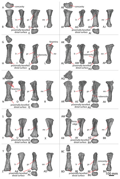 Figure 3: Diamantinasaurus matildae holotype (AODF 0603) metacarpals. (A–F) Left metacarpal I in (A) proximal (B) anterior (C) lateral (D) posterior (E) distal (F) medial views. (G–L) Left metacarpal II in (G) proximal (H) anterior (I) lateral (J) posterior (K) distal (L) medial views. (M–R) Left metacarpal III in (M) proximal (N) anterior (O) lateral (P) posterior (Q) distal (R) medial views. (T–X) Left metacarpal IV in (S) proximal (T) anterior (U) lateral (V) posterior (W) distal (X) medial v