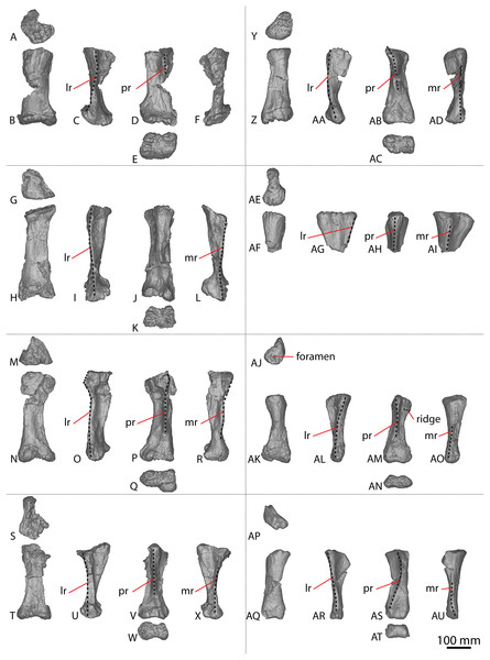 Figure 4: Winton Formation sauropod metacarpals. (A–F) Savannasaurus elliottorum holotype (AODF 0660) left metacarpal I in (A) proximal (B) anterior (C) lateral (D) posterior (E) distal (F) medial views. (G–L) Savannasaurus elliottorum holotype (AODF 0660) left metacarpal II in (G) proximal (H) anterior (I) lateral (J) posterior (K) distal (L) medial views. (M–R) Savannasaurus elliottorum holotype (AODF 0660) left metacarpal III in (M) proximal, (N) anterior (O) lateral (P) posterior (Q) distal 