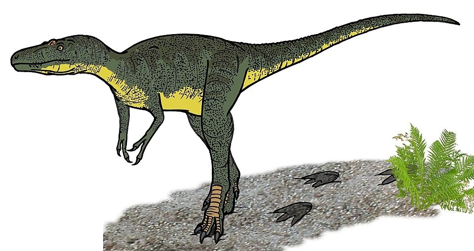 Nanotyrannus lancensis
