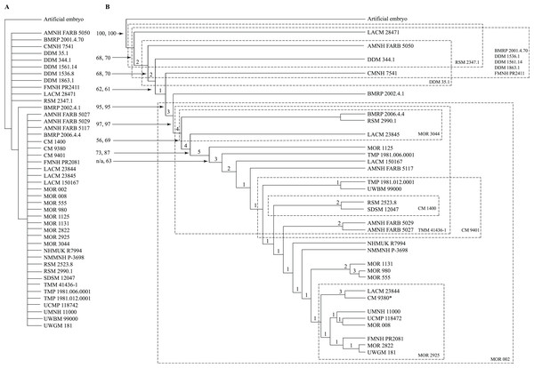 Figure 1: Results of the cladistic analysis of 1,850 characters among 44 specimens of Tyrannosaurus rex . (A) Strict consensus of 50 MPTs showing the recovery of three primary growth stages separated by the specimen BMRP 2002.4.1. (B) The single ontogram recovered after the exclusion of wildcard specimens, reducing the number of OTUs to 31. Numbers to the left of the internodes are bootstrap and jackknife values, respectively; numbers to the right are Bremer decay indices. Asterisk indicates the