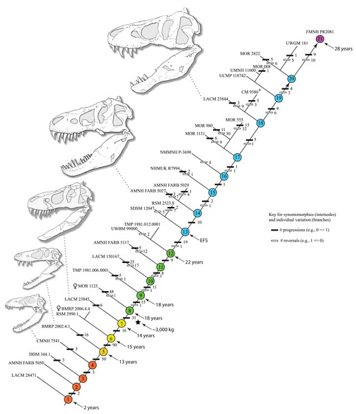 Figure 2: Ontogram of Tyrannosaurus rex showing growth stages, synontomorphies, individual variation, individual specimens, and chronological ages. Arrowhead points to the most mature specimen and the direction of the entire ontogenetic axis; that is, the least mature specimen is at the lower left whereas the most mature specimen is at the upper right. Asterisk indicates the type specimen. Individual variation occurs as progressions until young adulthood, where reversals are first seen. The maxi