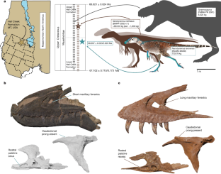 Fig. 1: Spatiotemporal data and key diagnostic characters of N. lancensis and N. lethaeus.