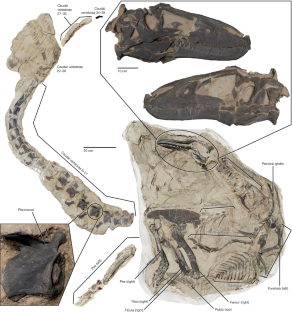 Fig. 2: Three-dimensional (3D) rendering of NCSM 40000 ( N. lancensis ).