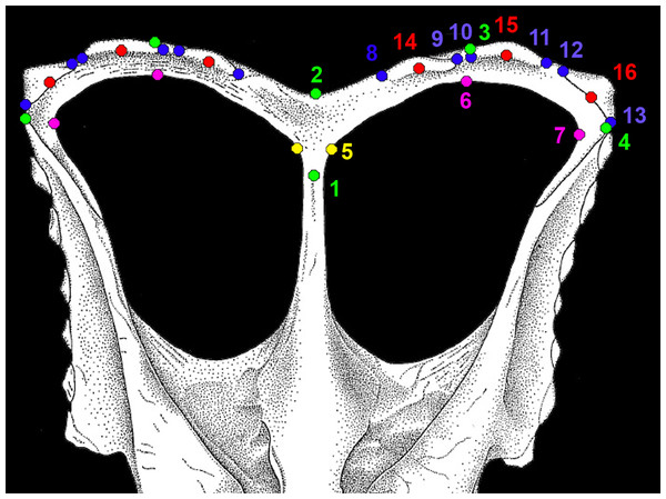 Figure 3: Morphological landmarks used in morphometric analysis of chasmosaurine parietals. All landmarks were measured on the parietal only. Points 1 and 2 are the same for both left and right sides, but all other points were mirrored for the right side and analysed along with the non-mirrored left side. Points are defined as follows: (1–4; green): (1) maximum constriction of the median bar, positioned on the midline; (2) posteriormost point of the parietal at the midline ; (3) posteriormost po