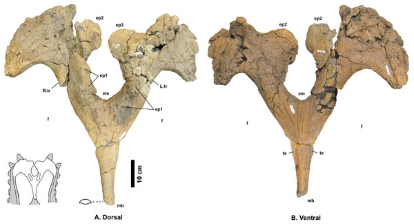 Figure 4: Navajoceratops sullivani holotype SMP VP-1500 parietal. Dorsal (A) and ventral (B) views. Cross section of median bar (mb) illustrated on dorsal view. Ep1 mostly removed during extraction or preparation (see Fig. S4 for original extent). em, median embayment of the posterior bar; ep, epiparietal loci numbered by hypothesized position (no epiossifications are fused to this specimen); f, parietal fenestra; L-lr/R-lr, Left/Right lateral rami of the posterior bar; te, tapering lateral edge