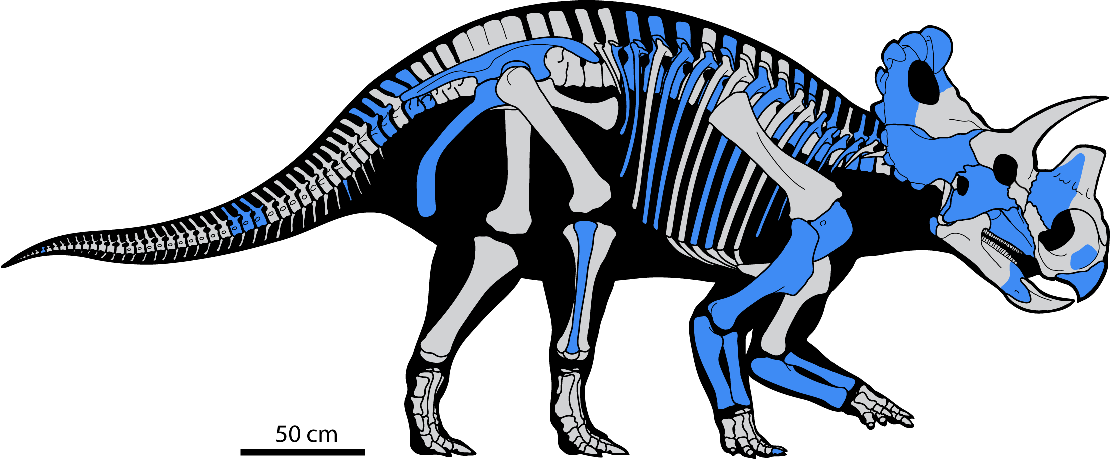 Fig 3. Skeletal reconstruction of Wendiceratops pinhornensis gen. et sp. nov.