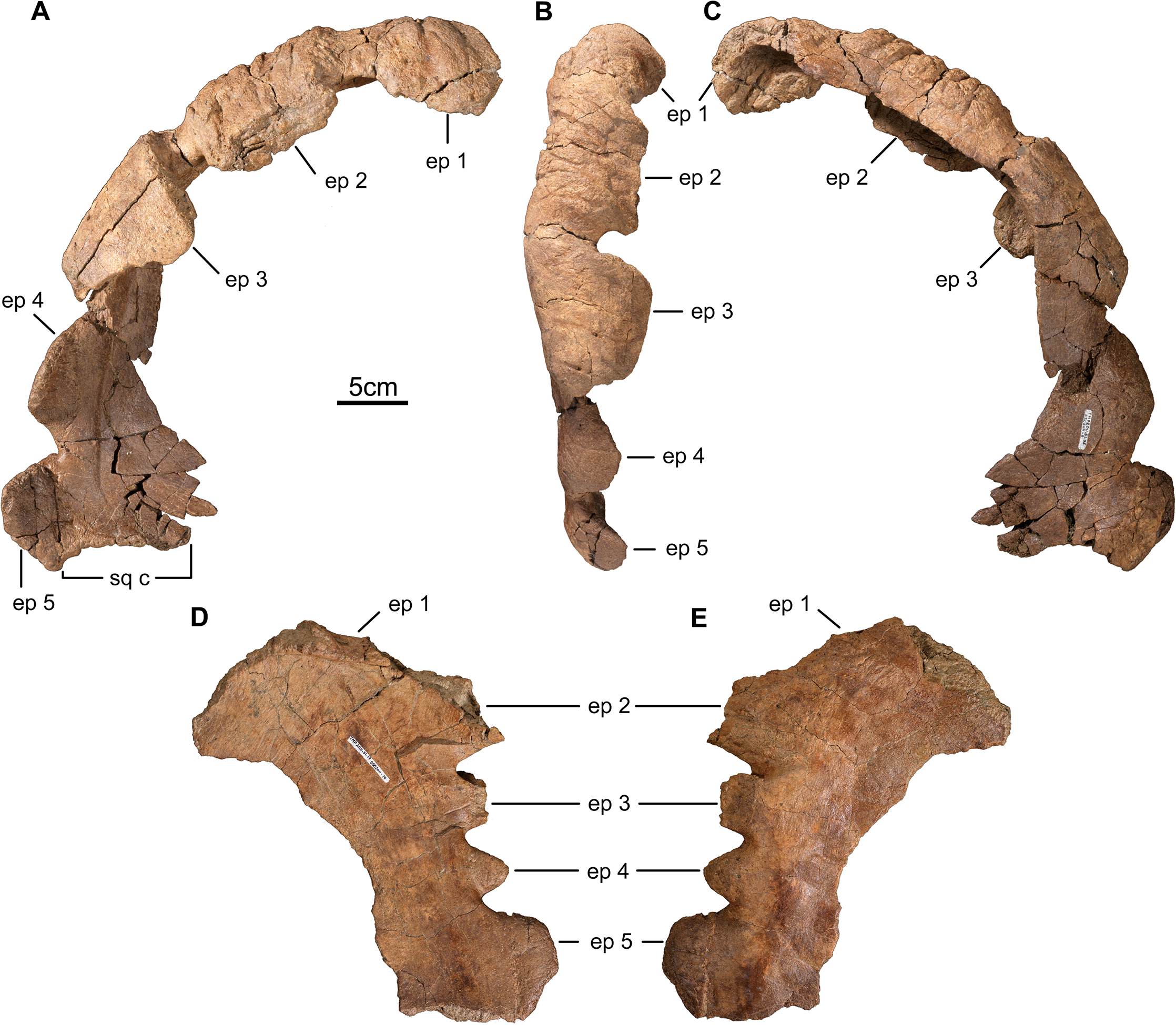 Fig 4. Parietal of Wendiceratops pinhornensis gen. et sp. nov.