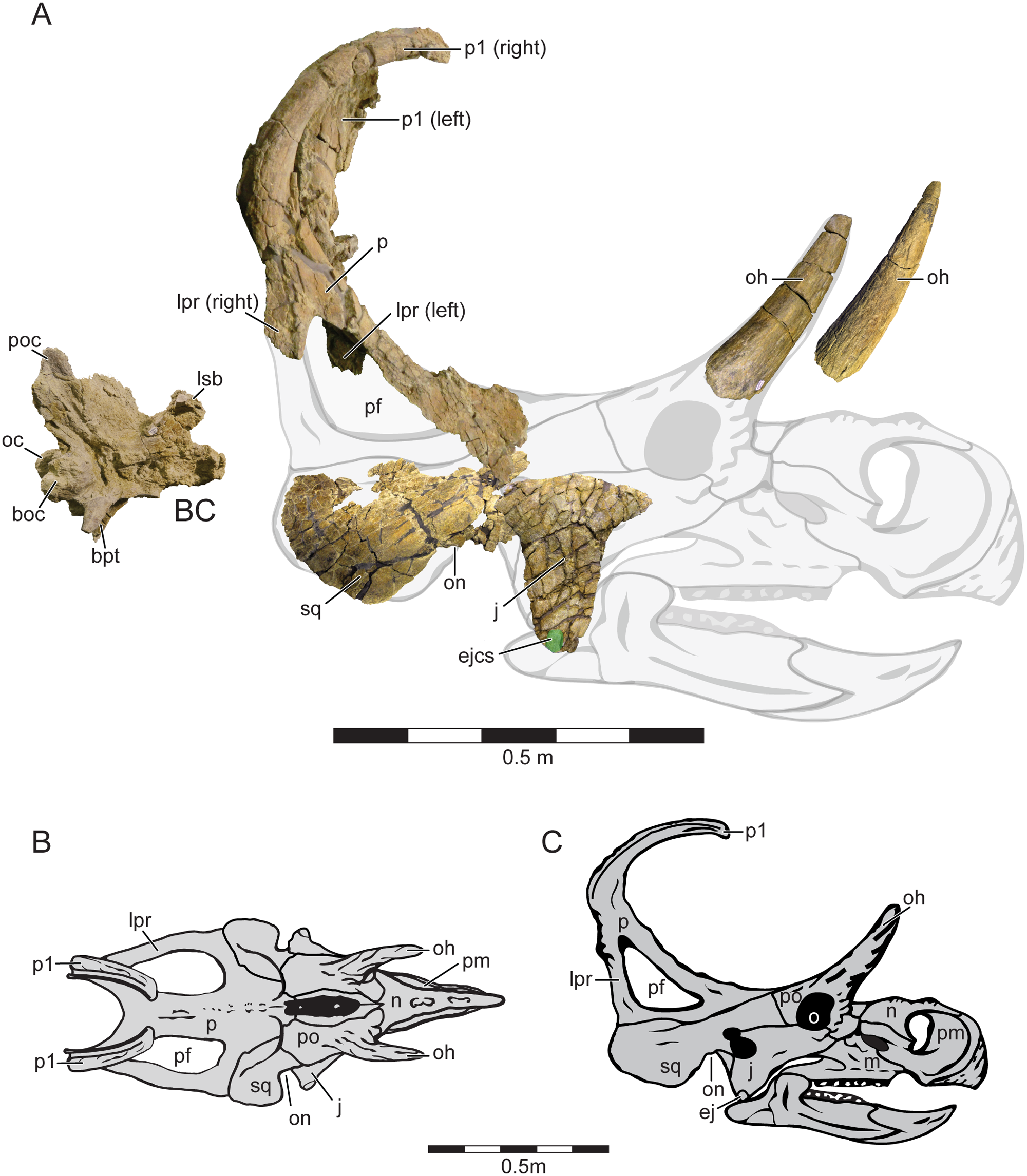 Fig 3. Holotype cranial Material and Cranial Reconstruction of Machairoceratops cronusi (UMNH VP 20550) gen. et sp. nov.