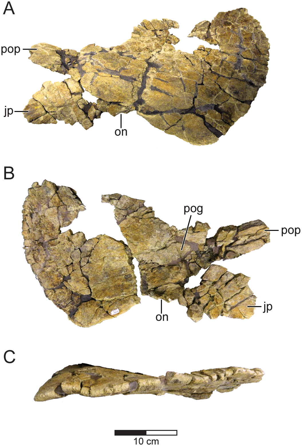 Fig 4. Left squamosal of Machairoceratops cronusi (UMNH VP 20550) gen. et sp. nov.