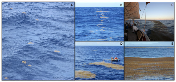 Figure 1: Holopelagic Sargassum offshore aggregation states. (A) Dispersed clumps and fragments (0.2 m diameter clumps; Caribbean, winter 2021, credit J. Schell). (B) Narrow windrow (0.5–1.5 m across; Tropical Atlantic, fall 2015, credit A. Siuda). (C) Wide windrow (3–4 m across; Caribbean, winter 2015, credit J. Schell). (D) Small mats (3 × 9 m mat near small boat; Sargasso Sea, fall 2014, credit C. Morrall). (E) Large mats (50 × 100 m; near Guadeloupe, Caribbean, spring 2015, credit J. Schell)