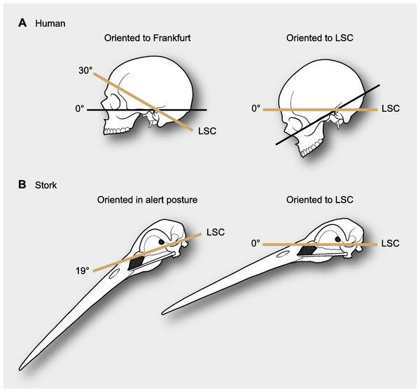 Figure 1: Differences in reference systems in skulls. (A) In the human skull there is a 30° difference between the Frankfurt plane and that of the LSC, thus yielding substantially different head orientations (from de Beer, 1947 ). (B) When a stork is in alert its LSC is oriented 19° above the horizon, thus when putting the LSC at 0° (horizontal) head posture differs from its alert posture (from Duijm, 1951 ). Download full-size image DOI: 10.7717/peerj.124/fig-1
