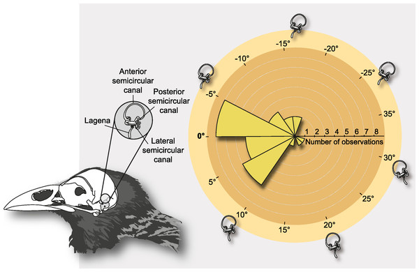 Figure 2: Schematic depiction of the semicircular canals and polar histogram of LSC orientations in extant birds, measured in alert posture. The semicircular canals are three interconnected tubes that define three nearly-orthogonal planes, and are part of the bony labyrinth of the inner ear. The measurements were obtained relative to the Earth’s horizon by Duijm (1951) when the birds were in a stereotyped alert posture at a zoological garden ( n = 29). Notice that the orientation of the lagena a