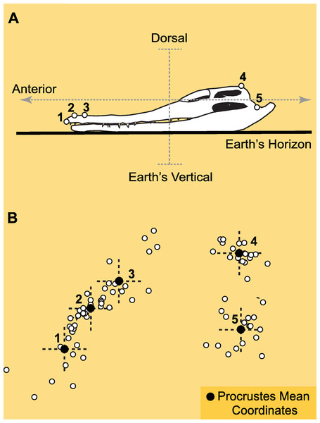 Figure 3: Landmarks and Procrustes alignment of dinosaur skulls. (A) Example of the configuration of p = 5 landmarks in lateral view of the skull of a crocodile ( C. johnstoni ), as it leans on its mandibles over a flat surface. Landmarks are: 1-tip of premaxilla, 2-margin of nasal opening closer to tip of premaxilla, 3-margin of nasal opening further from tip of premaxilla, 4-junction between supraoccipital and parietal at cranial roof, 5-mandibular articulation of quadrate. In this crocodile t