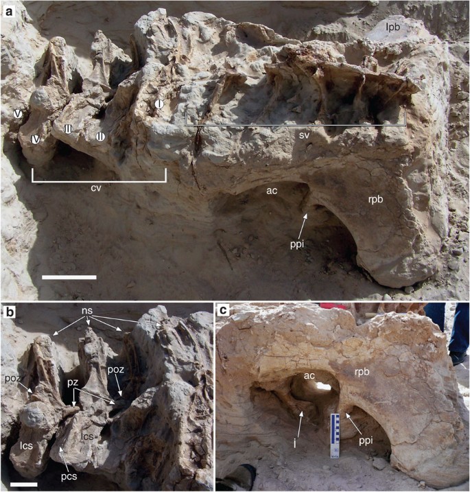 Figure 2: T. hannibalis holotype in situ .