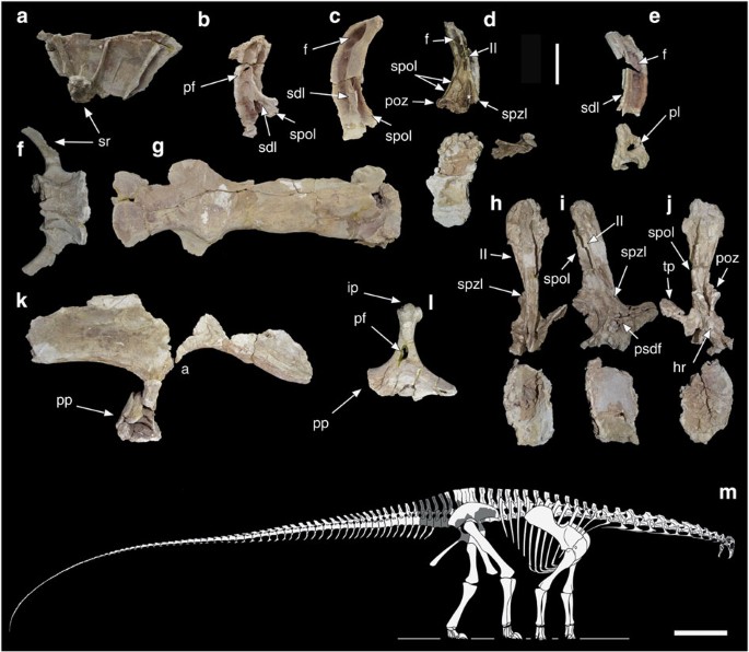 Figure 3: T. hannibalis selected elements and reconstruction.
