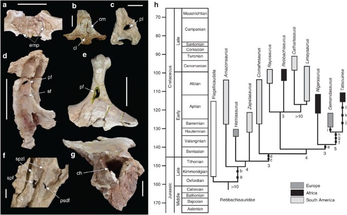 Figure 4: Pneumatic features of T. hannibalis .