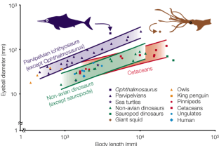 Figure 2: Logarithmic plot of eyeball diameter against body length.