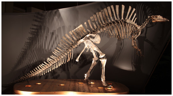Figure 1: MSNVE 3714, Ouranosaurus nigeriensis . The mounted specimen as exhibited today at the MSNVE. For scale, the right femur is 920 mm long. Download full-size image DOI: 10.7717/peerj.3403/fig-1