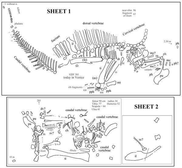 Figure 2: Ouranosaurus nigeriensis , the two sheets with the field maps drawn by P Taquet, redrawn and modified. Part of sheet 1 with the writing “ Ouranosaurus nig[eriensis ]—Airfield—1970—(specimen Venice Museum pro parte)” was omitted. Some original handwritten notes have been translated into English and typewritten in dark gray. The author of the map marked with zig-zag lines some elements that he supposed to have wrongly drawn; those zig-zag lines are also in dark gray. When it is not possi