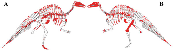 Figure 3: MSNVE 3714, Ouranosaurus nigeriensis , original and reconstructed parts in right (A) and left (B) views. The reconstructed parts are in red. Download full-size image DOI: 10.7717/peerj.3403/fig-3