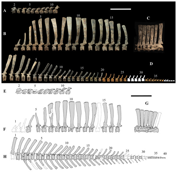 Figure 4: MSNVE 3714 and holotype (GDF 300), vertebrae. MSNVE 3714, the cervical series (A); the dorsal series (B); the sacrum (C); and the caudal series (D). Holotype, the cervical series (E); the dorsal series (F); the sacrum (G); and the caudal series (H). Numbers are progressive within each series. White vertebrae are those of the mount that are totally reconstructed. E–G are redrawn from Taquet (1976) . Scale bar equals 50 cm. Download full-size image DOI: 10.7717/peerj.3403/fig-4