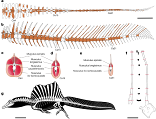 Fig. 1: Reconstructed skeleton and caudal series of FSAC-KK 11888.