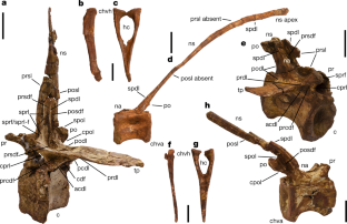 Fig. 2: Selected caudal vertebrae and chevrons of FSAC-KK 11888.