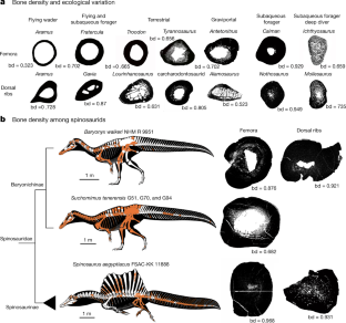 Fig. 1: Osteohistology and ecological variation among amniotes, including the analysed spinosaurid taxa.