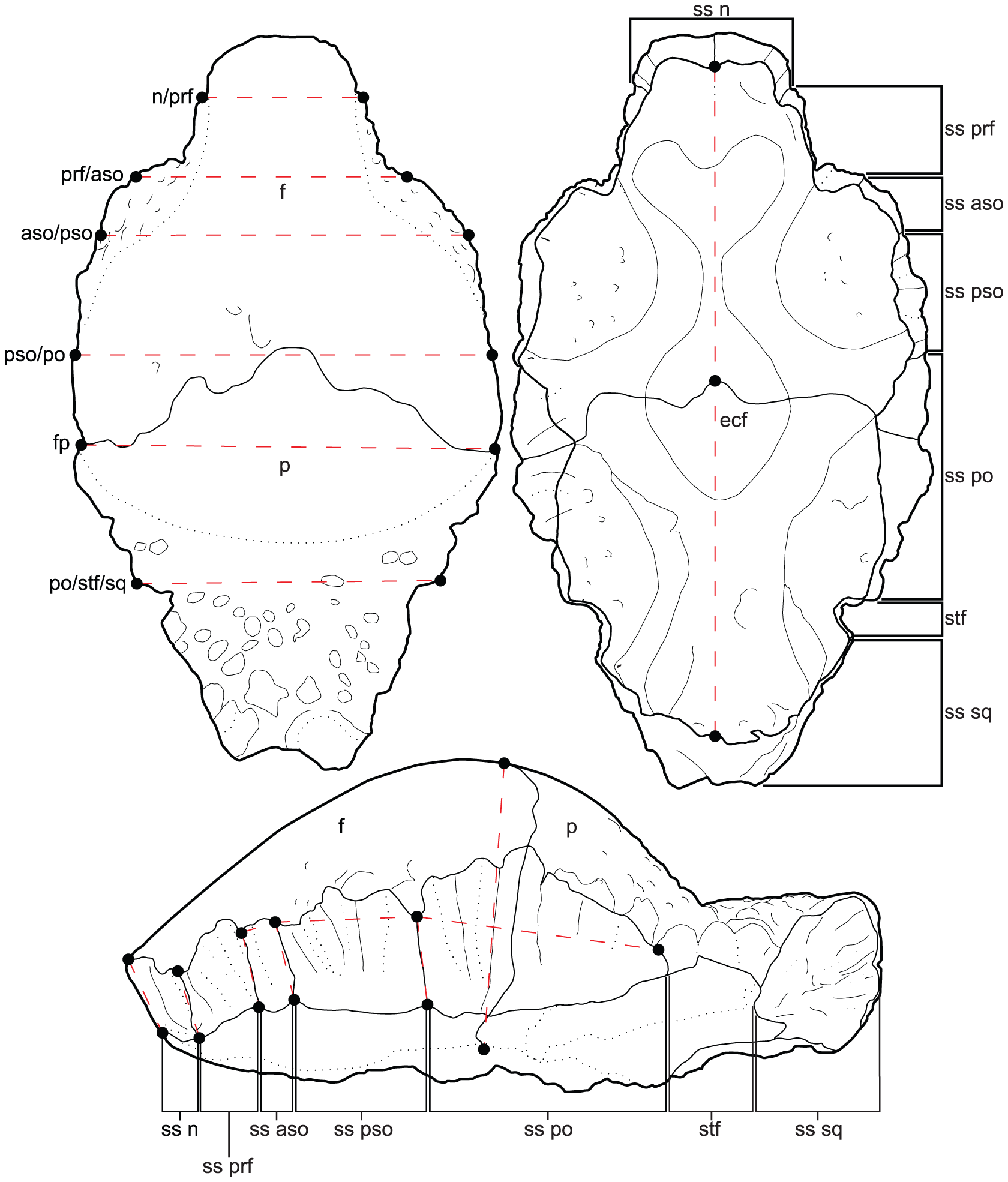 Figure 3. Illustration of the 18 linear measurements taken between 26 homologous landmarks.