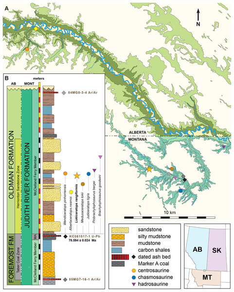 Figure 1: Geographic and stratigraphic relationships of the holotype EMK 0012 and the Loki Quarry in northern Montana. (A) Regional relationships between the cross-border paleontological sites in the Oldman and Judith River formations along the Milk River and in Kennedy Coulee in Alberta and Montana. (B) Generalized stratigraphic section in the Kennedy Coulee area modified after Goodwin & Deino (1989) and Rogers, Eberth & Ramezani (2023) with the relationships between the Foremost and Oldman for
