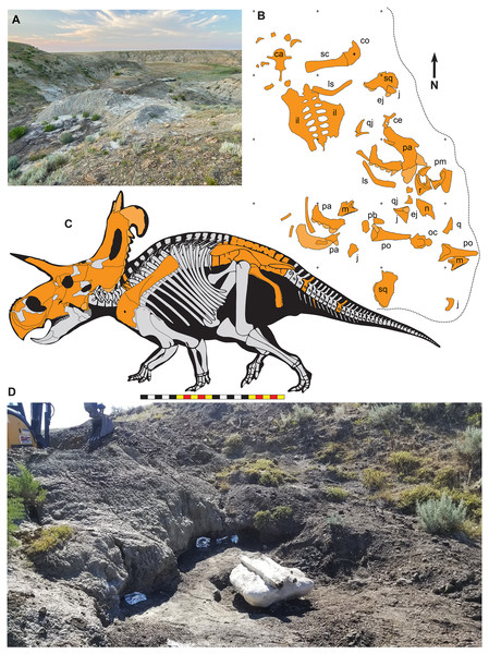 Figure 2: The Loki Quarry where EMK 0012 was excavated in Hill County, northcentral Montana USA. (A) View of the Loki Quarry facing north. (B) Quarry map with 1-m grids marked by corner ticks. (C) Osetograph of the skeletal completeness of EMK 0012, cranial elements represent presence on either right or left side. (D) Jacketed pelvic block awaiting removal from the Loki Quarry. Osteological abbreviations : ca, caudal vertebrae; co, coracoid; ej, epijugal, il, ilium; is, ischium; j, jugal; l, lac