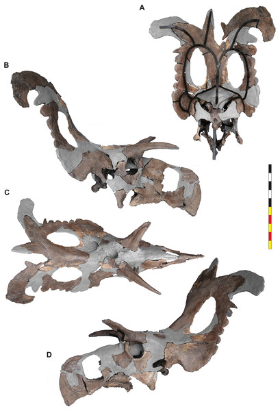 Figure 3: Mounted skull of EMK 0012. (A) Mounted skull in posterior view. (B) Mounted skull in right lateral view. (C) Mounted skull in dorsal view. (D) Mounted skull in left lateral view. Areas in gray are reconstructed. Minor changes from side to side and in the orbits are the result of post depositional deformation. Photos by Marcus Donivan and contain parallax. Scale bar equals 1 m. Download full-size image DOI: 10.7717/peerj.17224/fig-3