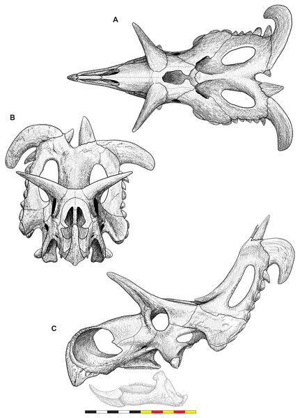 Figure 4: Skull of Lokiceratops rangiformis n. gen et n. sp. (EMK 0012). (A) Skull of Lokiceratops rangiformis in dorsal view. (B) Skull reconstruction in anterior view. (C) Skull reconstruction in lateral view interpreted from both sides. Reconstructions are based on 3D surface scans with deformation and parallax removed. The mandible was not found with EMK 0012. Stippled artwork by Sergey Krasovskiy. Scale bar equals 1 m. Download full-size image DOI: 10.7717/peerj.17224/fig-4
