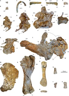 Fig. 2: Skeletal anatomy of Mansourasaurus shahinae gen. et sp. nov. (MUVP 200).