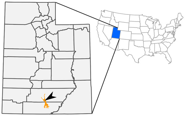 Figure 1: Outcrops of Kaiparowits Formation (orange) within the state of Utah, USA. The arrow indicates the approximate site of RAM V200921, the locality where RAM 14000 was discovered. Download full-size image DOI: 10.7717/peerj.182/fig-1