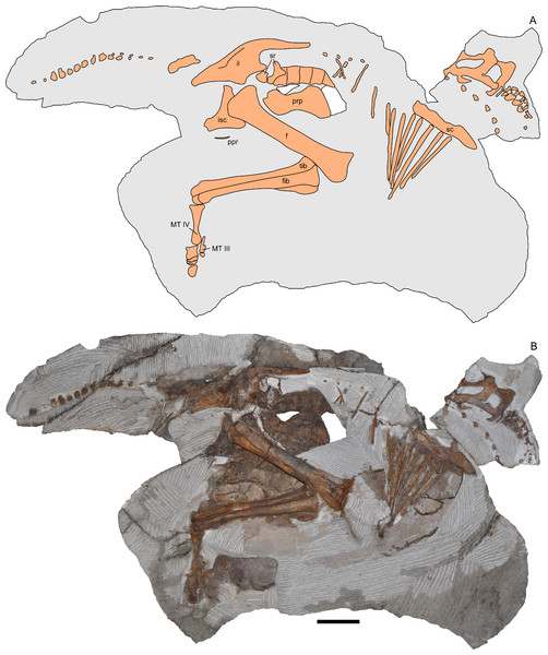 Figure 2: Skeleton of Parasaurolophus sp., RAM 14000, in right lateral view. (A) interpretive drawing; (B) photograph. Bones are bounded by solid lines and colored orange; matrix is gray. Abbreviations: f, femur; fib, fibula; il, ilium; isc, ischium; MT III, metatarsal III; MT IV, metatarsal IV; ppr, postpubic rod; prp, prepubic process; sc, scapula; sr, sacral rib; tib, tibia. Scale bar equals 10 cm. Download full-size image DOI: 10.7717/peerj.182/fig-2