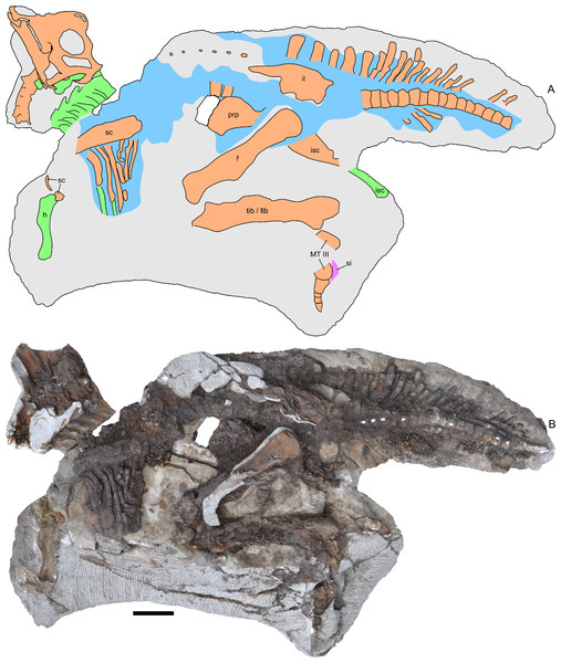 Figure 3: Skeleton of Parasaurolophus sp., RAM 14000, in left lateral view. (A) interpretive drawing; (B) photograph. Bones are bounded by solid lines and colored orange; blue indicates areas of fragmented and powdered bone due to weathering, and green indicates bone impressions. The pink area indicates the location of skin impressions shown in Fig. 21 . In (A), the left half of the skull is indicated. A detailed outline of the medial surface of the right half of the skull shown in (B) is contai