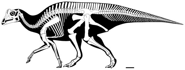 Figure 4: Reconstructed skeleton of juvenile Parasaurolophus sp., in left lateral view, based on RAM 14000. Missing elements are patterned after other lambeosaurines (particularly a juvenile Lambeosaurus sp., AMNH 5340). Scale bar equals 10 cm. Reconstruction courtesy of and copyright Scott Hartman. Download full-size image DOI: 10.7717/peerj.182/fig-4