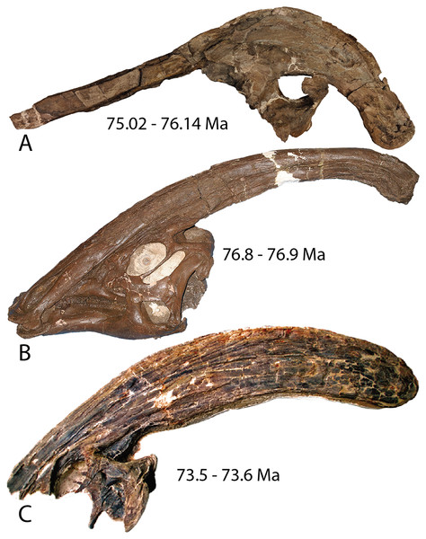 Figure 1: Holotype skulls of the three currently diagnosed species within the Parasaurolophus clade. (A) Parasaurolophus cyrtocristatus (FMNH P-27393); (B) Parasaurolophus walkeri (ROM 768); and (C) Parasaurolophus tubicen (NMMNH P-25100). Ages associated with each skull represent the approximate timing of each taxon. Download full-size image DOI: 10.7717/peerj.10669/fig-1