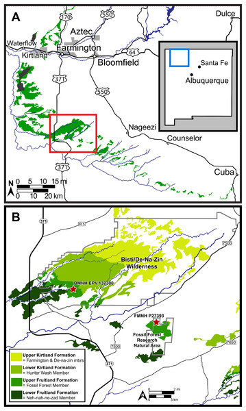 Figure 2: Map of the southern San Juan Basin. (A) Exposures of the Upper Cretaceous Fruitland and Kirtland formations across northwestern New Mexico and (B) approximate locations of the holotype (FMNH P-27393) and referred (DMNH EPV.132300) specimens of Parasaurolophus cyrtocristatus in the Fossil Forest Member of the Fruitland Formation. Map credit for A: “A new species of trionychid turtle from the Upper Cretaceous (Campanian) Fruitland Formation of New Mexico, USA” COPYRIGHT: © 2018, The Pale