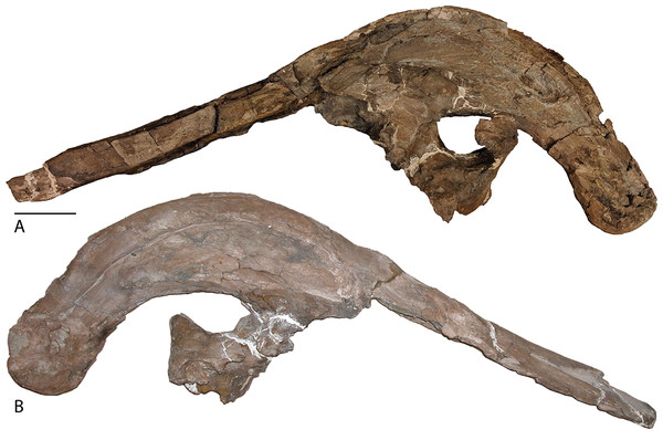 Figure 3: Skull of Parasaurolophus cyrtocristatus (FMNH P-27393). (A) Left lateral view and (B) right lateral view. Scale bar equals 10 cm. Download full-size image DOI: 10.7717/peerj.10669/fig-3