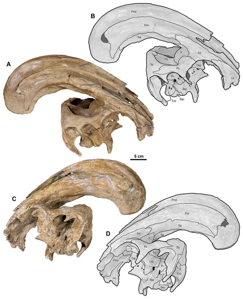 Figure 4: Skull of Parasaurolophus cyrtocristatus (DMNH EPV.132300). (A) Photograph of right lateral side; (B) illustration of right lateral side; (C) photograph of left lateral side; and (D) illustration of left lateral side. Abbreviations: Bso, Basioccipital; Bsp, Basisphenoid; Exo, Exoccipital; F, Frontal; La, Lacrimal; Lsp, Laterosphenoid; Na, Nasal; Osp, Orbitosphenoid; Pa, Parietal; Pmd, premaxilla dorsal process; Pml, premaxilla lateral process; Po, Postorbital; Pr, Prootic; Prf, Prefront