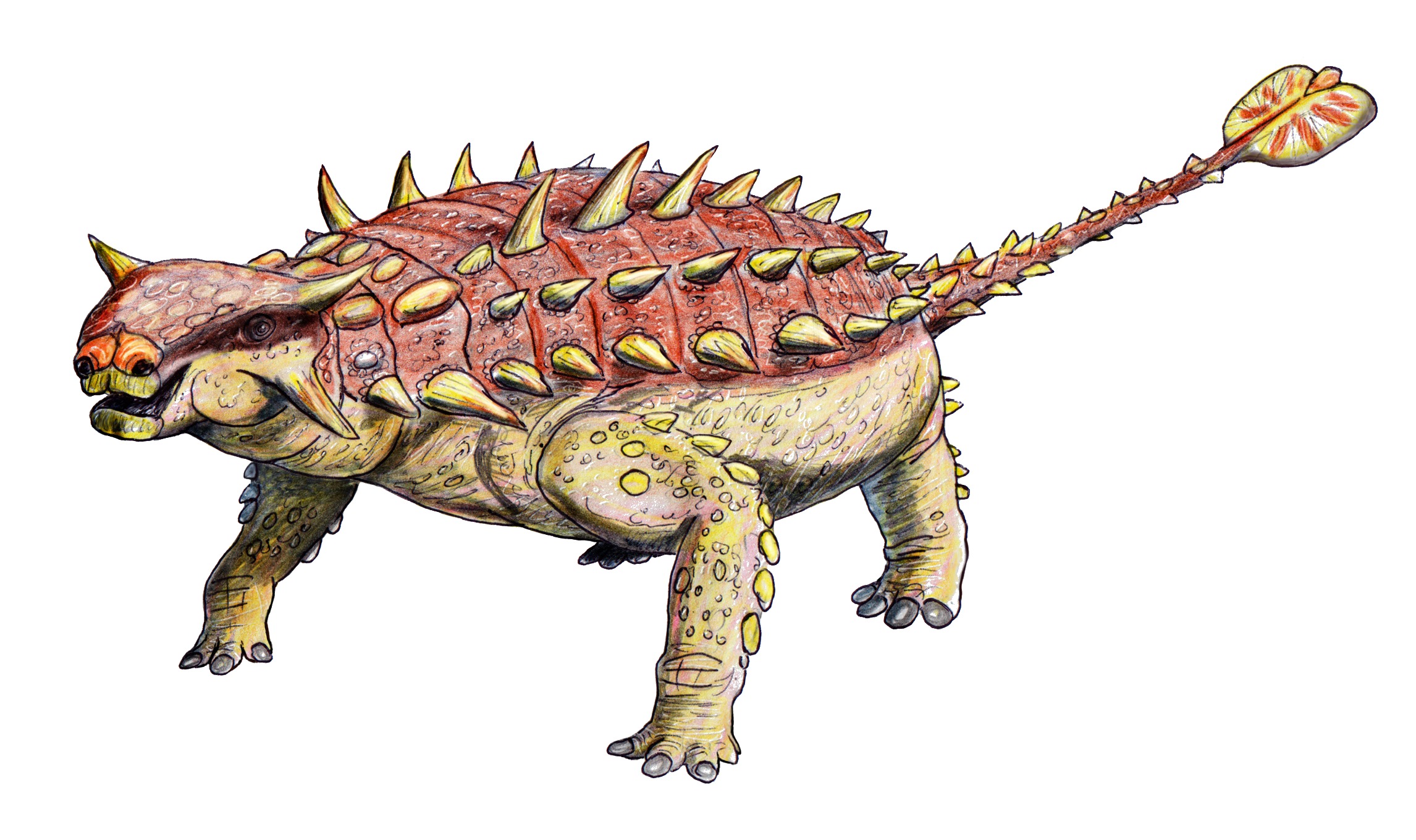 Pinacosaurus grangeri