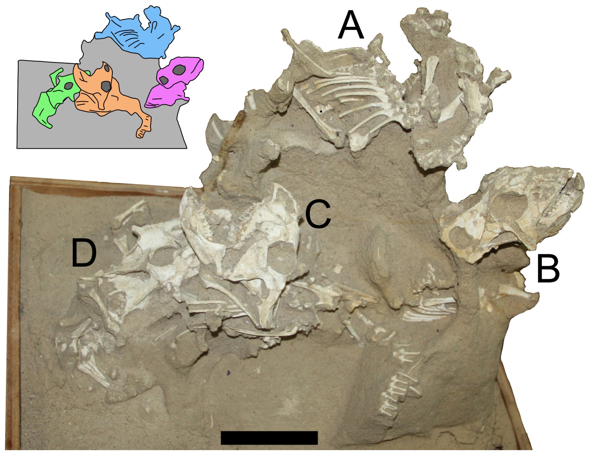 Figure 1. Specimen MPC-D Protoceratops labelled A–D. 100/526 of four juvenile Inset shows the division between the specimens. Scale bar is 100 mm.