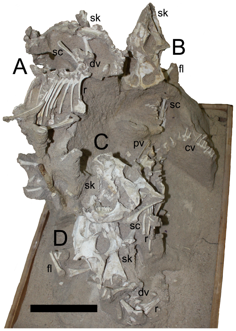 Figure 3. Left hand side view of specimen MPC-D 100/526 of four juvenile Protoceratops .