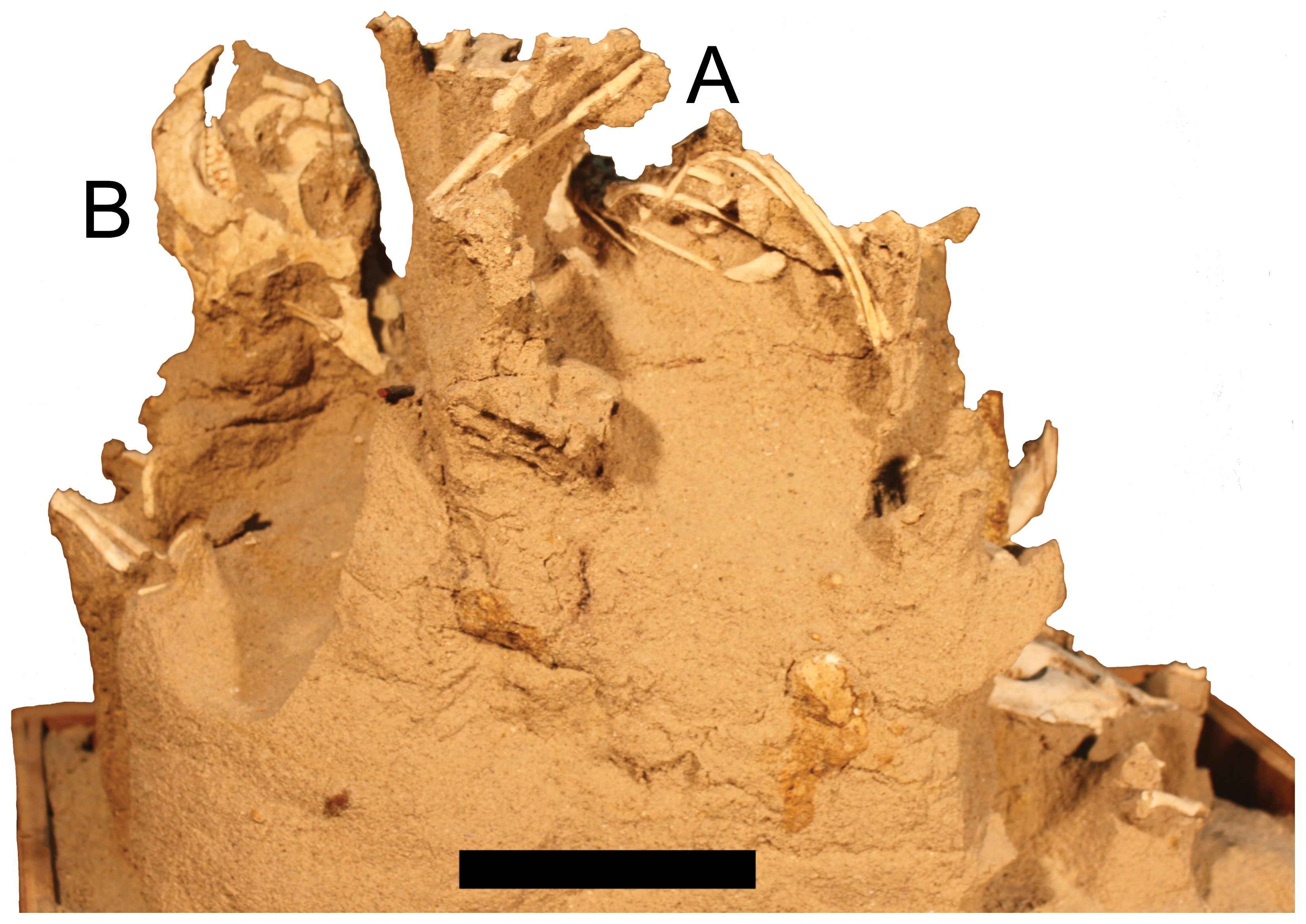 Figure 4. Rear view of MPC-D 100/526 of four juvenile Protoceratops .